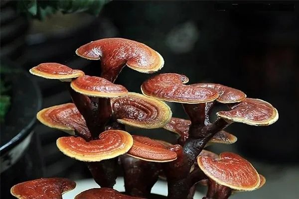 云南十大名贵药材,何首乌只能垫底,第三被称为仙草