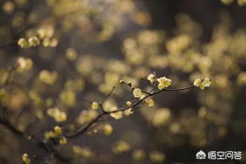 为什么糖水片往往在朋友圈有很高的点赞率,但却得不到摄影大咖们的认可?