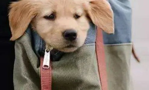 doggybag