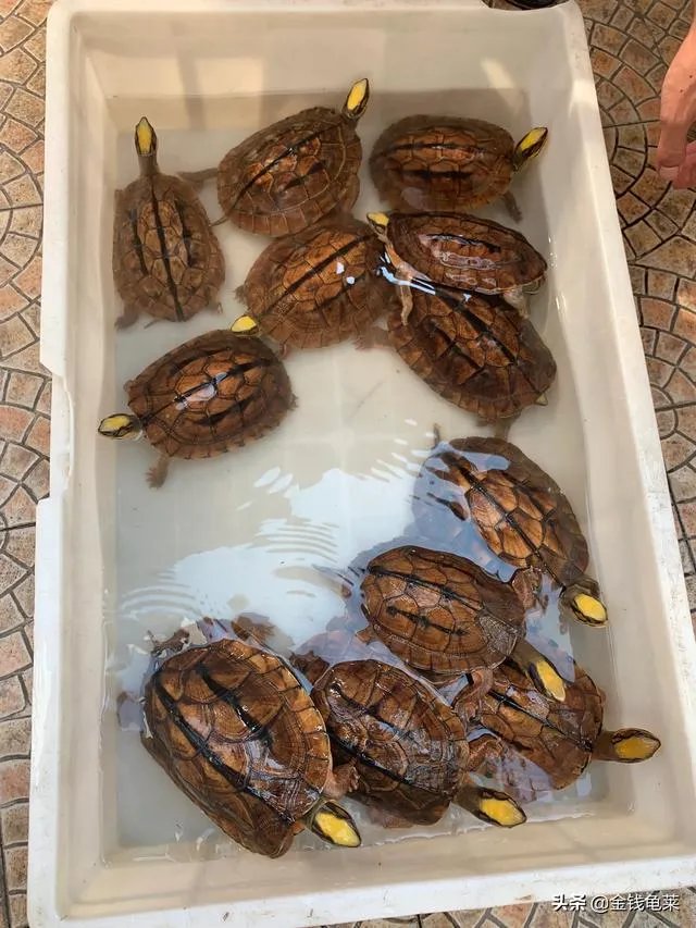 金钱龟吃什么？
