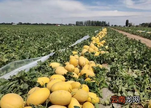 哈密瓜原产地在哪里 哈密瓜原产地是哪个国家