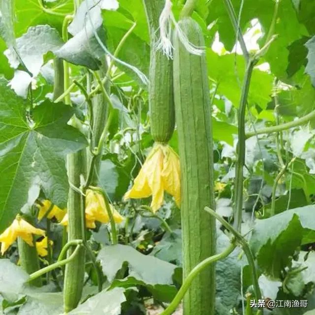 持续高温对丝瓜种植有什么影响?