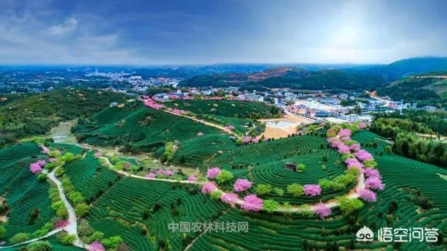福建省漳平是哪个市?