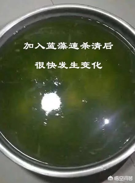 蓝藻爆发的治理措施有哪些?
