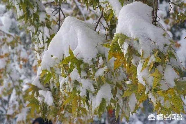 植物防冻剂属于什么类型的农药?