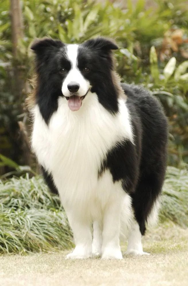牧羊犬的名字