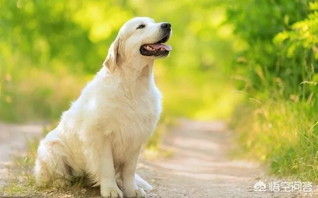 拉布拉多犬是万能犬,为什么很多人想养却不敢养?