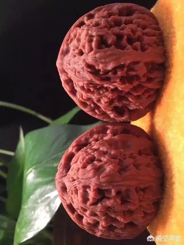 南疆石狮子头为什么那么贵,还那么受欢迎?