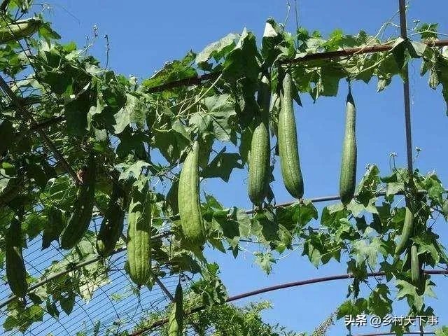 持续高温对丝瓜种植有什么影响?