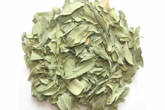 罗布麻图片