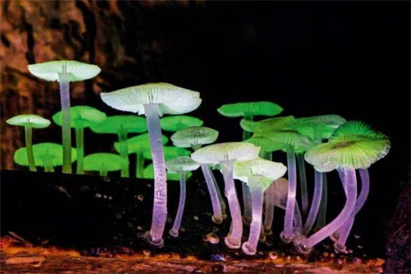 世界十大致命毒蘑菇:焦脚菌上榜,死亡帽毒性最大