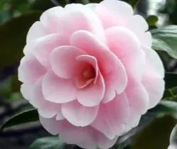 玉茗的花语