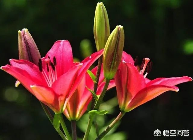 怎么种植百合花？