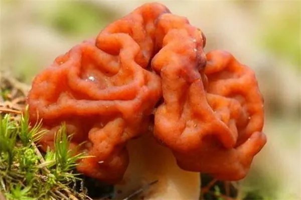 世界十大致命毒蘑菇:焦脚菌上榜,死亡帽毒性最大