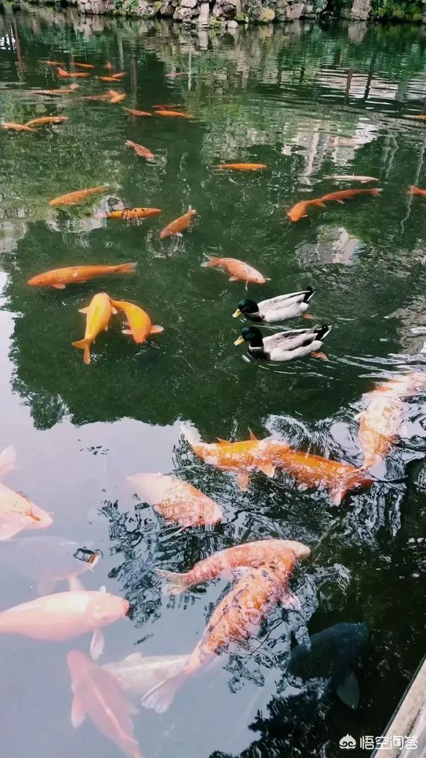 广东顺德清晖园好玩吗?