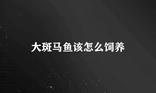 大斑马鱼该怎么饲养