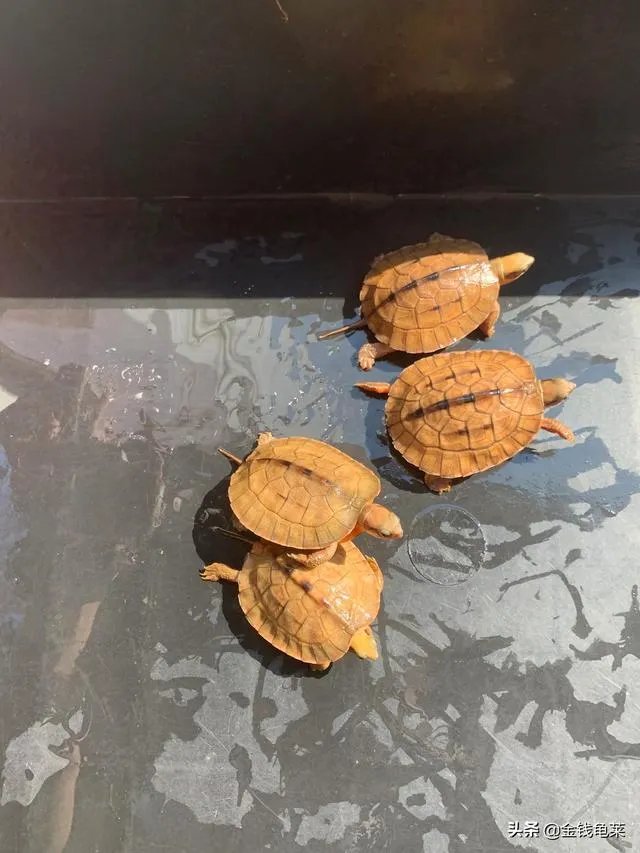 金钱龟吃什么？