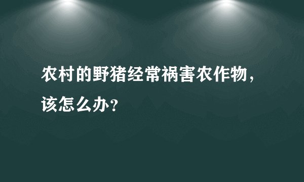 农村的野猪经常祸害农作物，该怎么办？