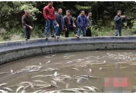 养殖场万余条中华鲟一夜全部死亡查出原因了吗？