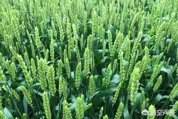 植物防冻剂属于什么类型的农药?