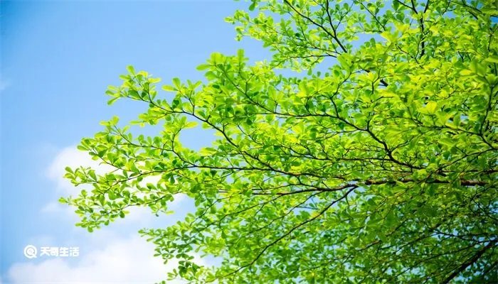 立夏是哪天