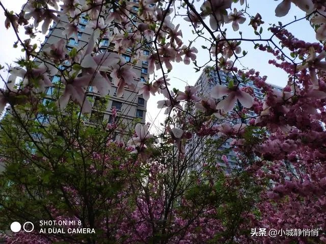 你眼里的春天是什么样子的？