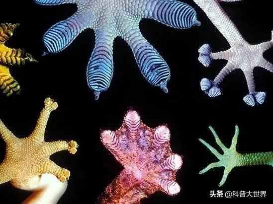 壁虎科的介绍?