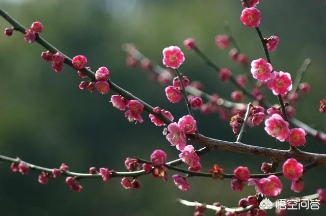 成都86岁“梅花婆婆”销售梅花引发网友讨论，你怎么想？