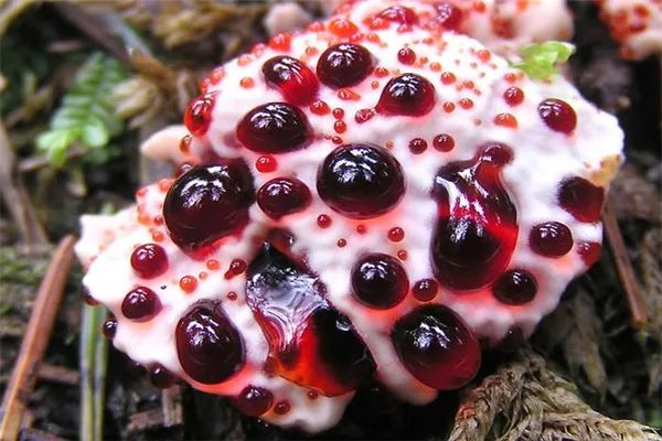 世界十大致命毒蘑菇:焦脚菌上榜,死亡帽毒性最大