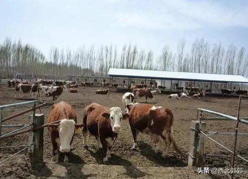 如何科学养牛?