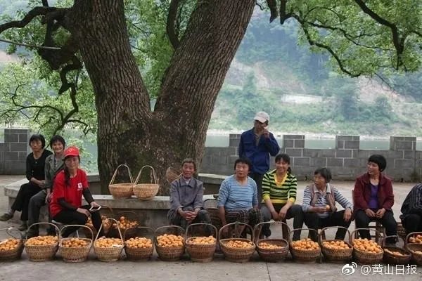 枇杷之乡在哪里?