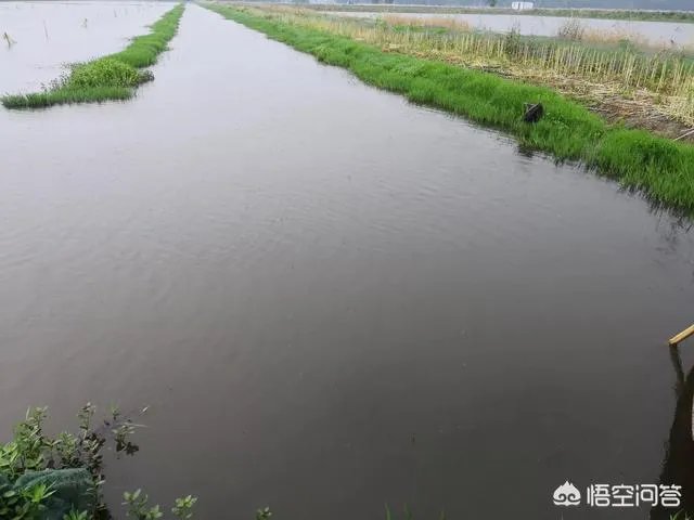 收购小龙虾的贩子技巧