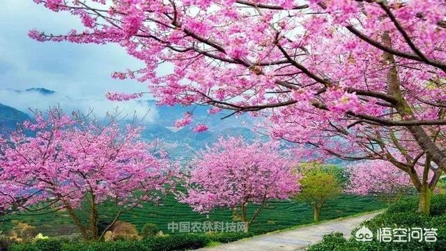 福建省漳平是哪个市?