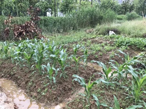 河南为什么成了全国强降雨中心?