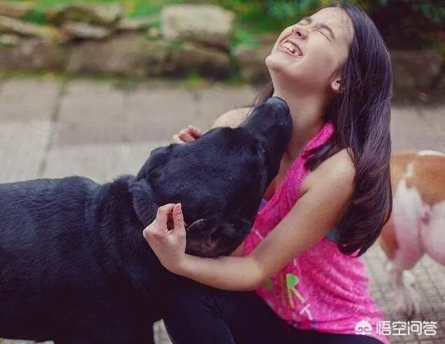 拉布拉多犬是万能犬,为什么很多人想养却不敢养?