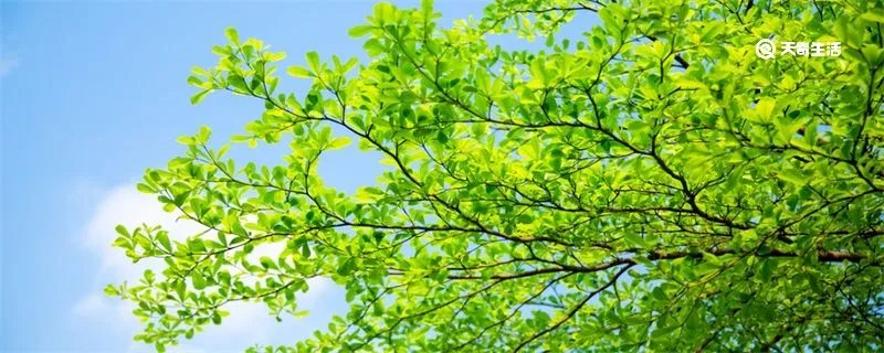 立夏祝福语