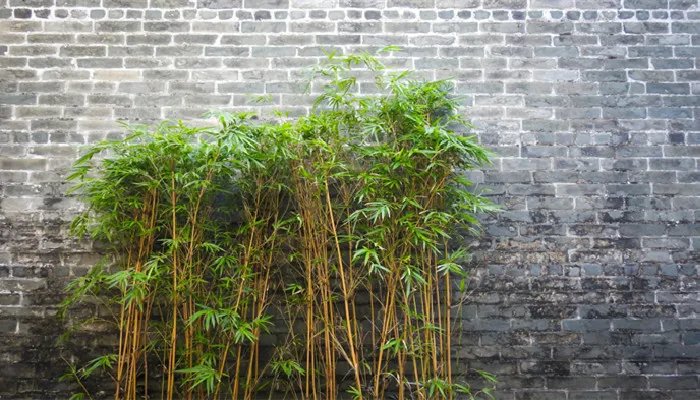 青砖的尺寸 青砖的尺寸是多少