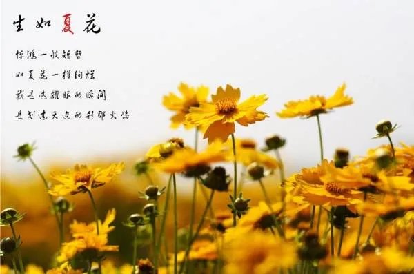 泰戈尔生如夏花表达什么