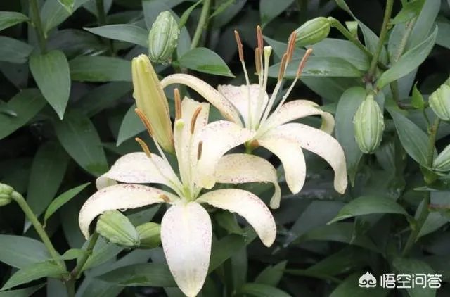 怎么种植百合花？