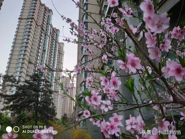 你眼里的春天是什么样子的？