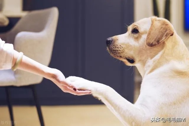 拉布拉多犬是万能犬,为什么很多人想养却不敢养?