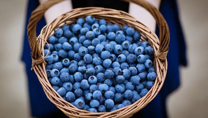fruit是可数名词吗