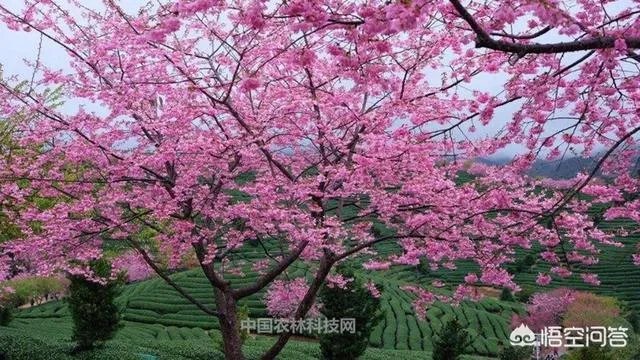 福建省漳平是哪个市?