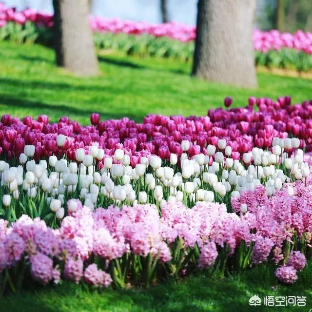 朱婷微博晒休假旅行照,评论区巴西球迷用国旗示爱,你怎么看?