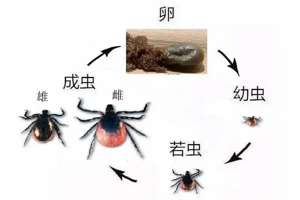 蜱虫是怎么长出来的 蜱虫的寿命