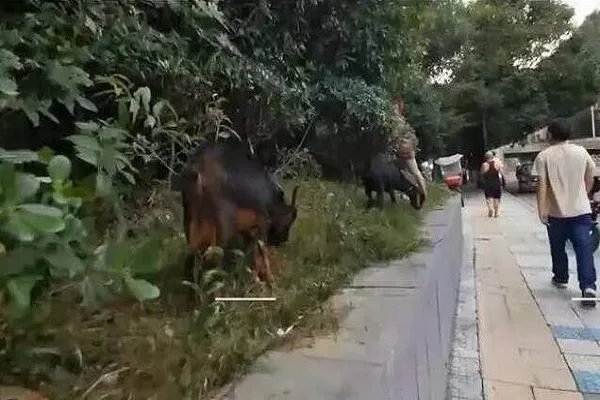 大妈闹市放羊啃食绿化带是怎么回事?