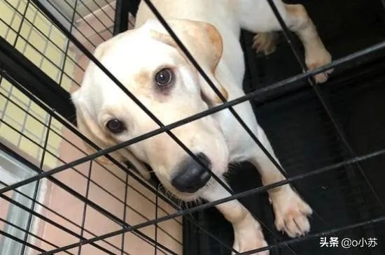 拉布拉多犬是万能犬,为什么很多人想养却不敢养?