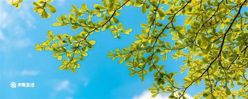 立夏是哪天