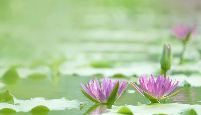 夏至有什么风俗和讲究 夏至的传统风俗是什么