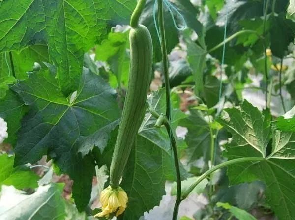 持续高温对丝瓜种植有什么影响?
